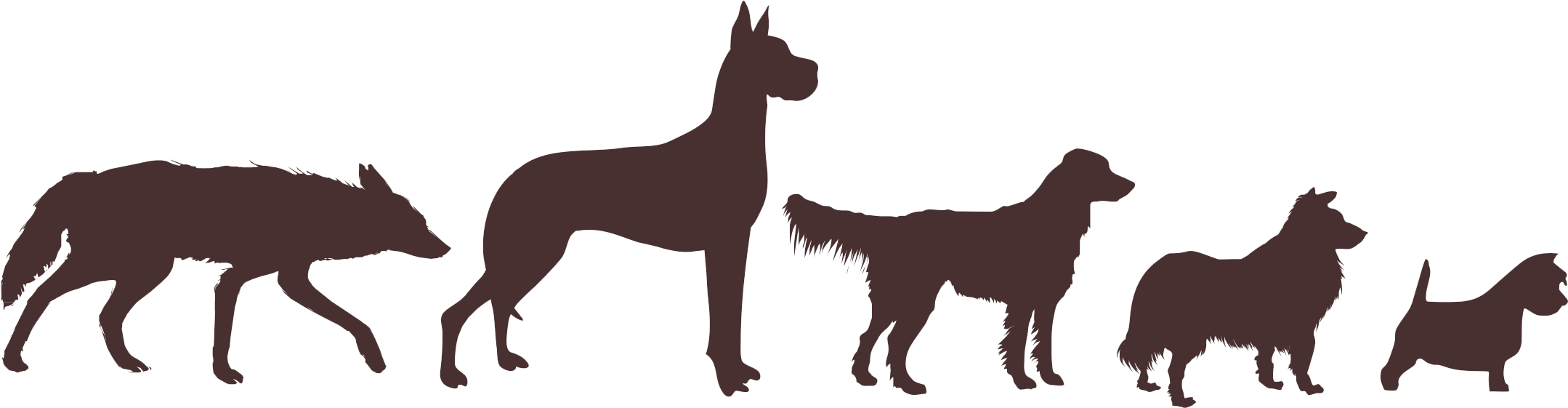 2020wolf_hund-482F30