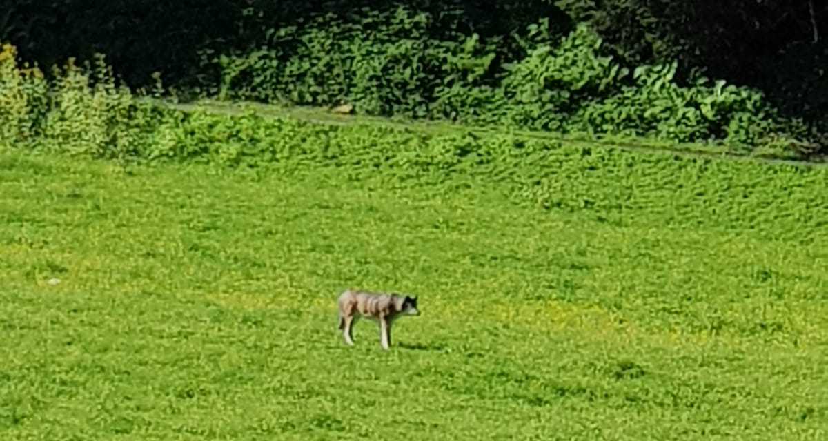 wolf_klostertal_oesterreich