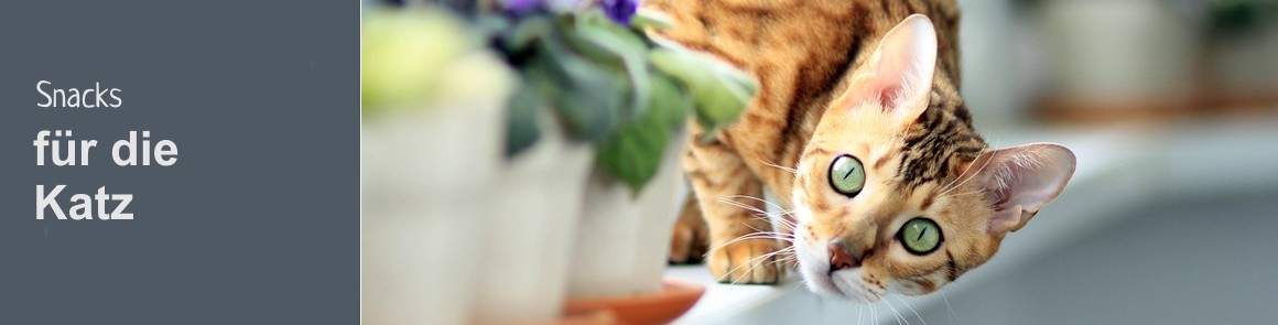 kat_snacks_katze