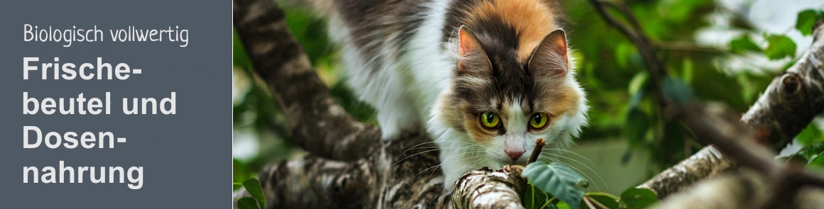 kat_frischebeutel_katze